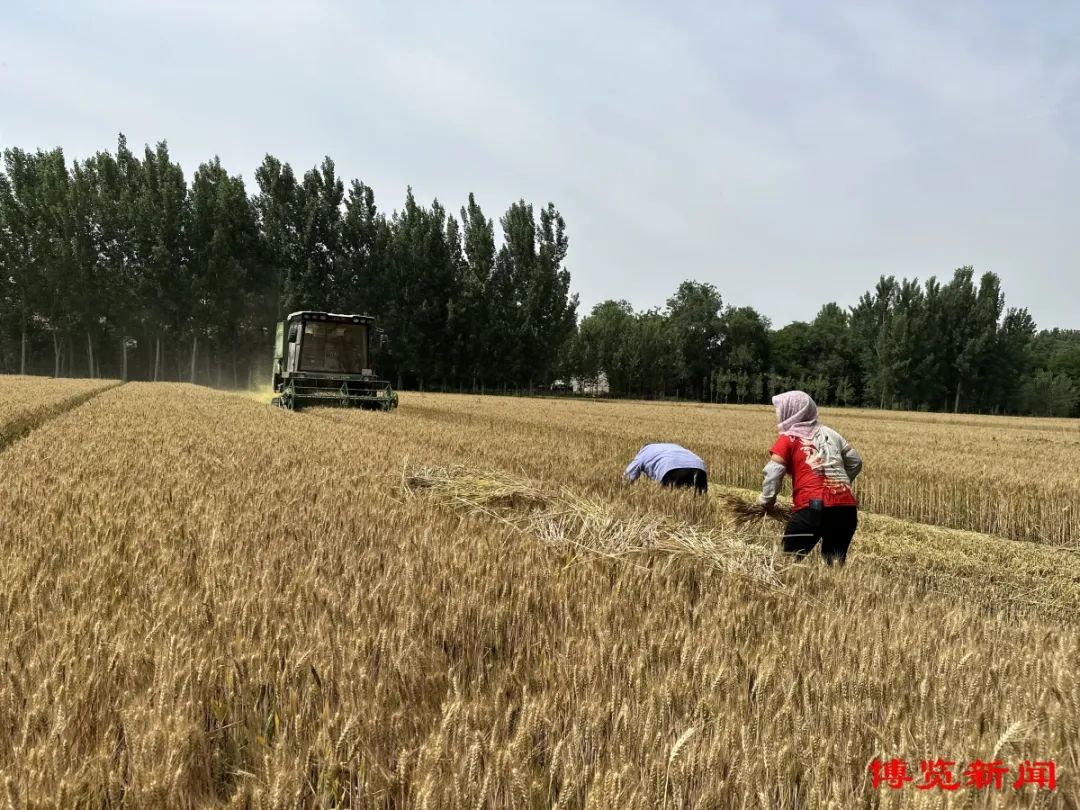 三夏生产 | 淄博麦收已完成六成